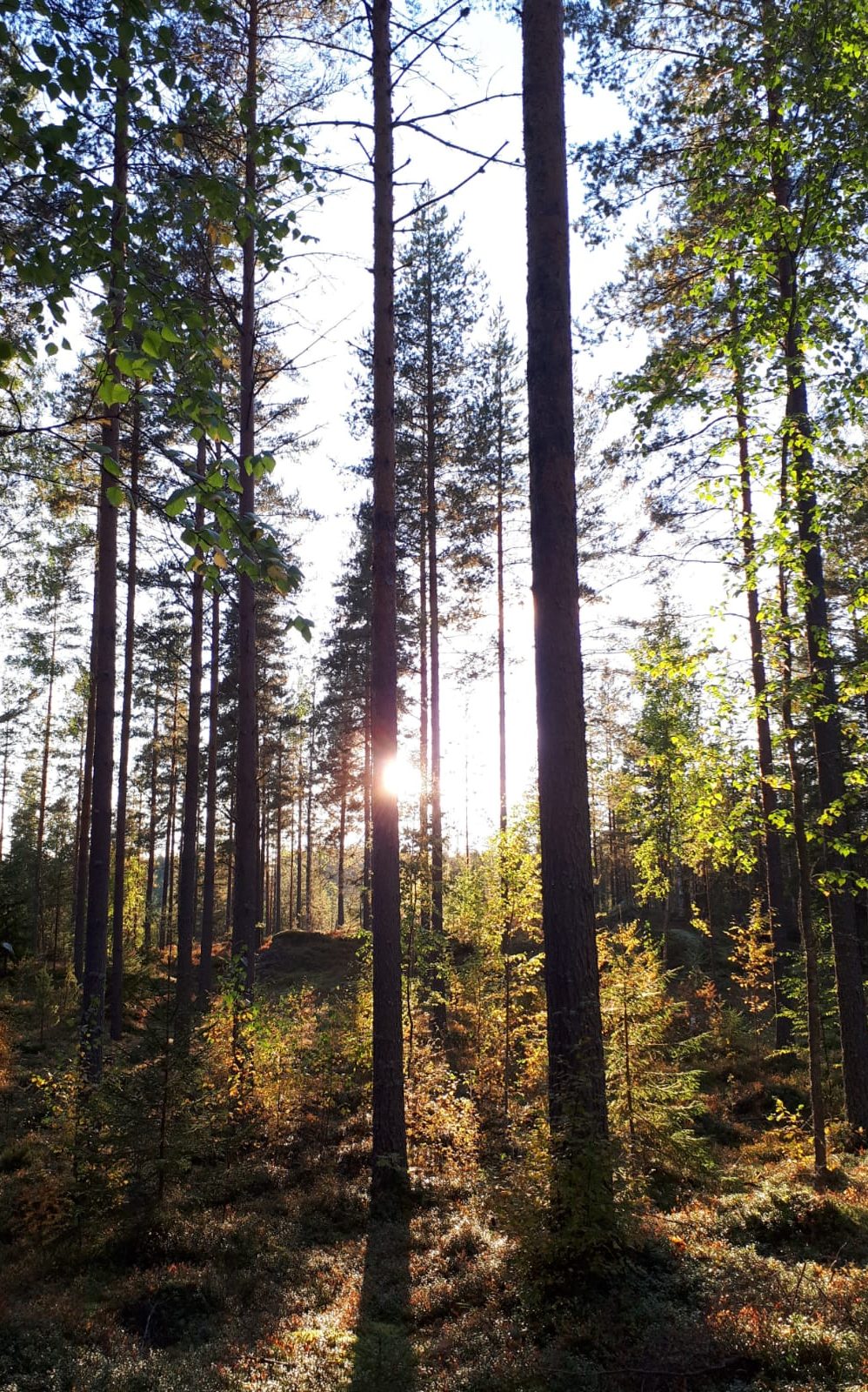 Metsämaisema